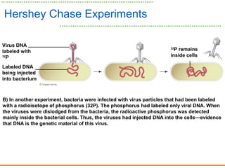 Hershey Chase Experiments
Virus DNA
labeled with
32
P
Labeled DNA
being injected
into bacterium
32
P remains
inside cells
B) In another experiment, bacteria were infected with virus particles that had been labeled
with a radioisotope of phosphorus (32P). The phosphorus had labeled only viral DNA. When
the viruses were dislodged from the bacteria, the radioactive phosphorus was detected
mainly inside the bacterial cells. Thus, the viruses had injected DNA into the cells—evidence
that DNA is the genetic material of this virus.
 