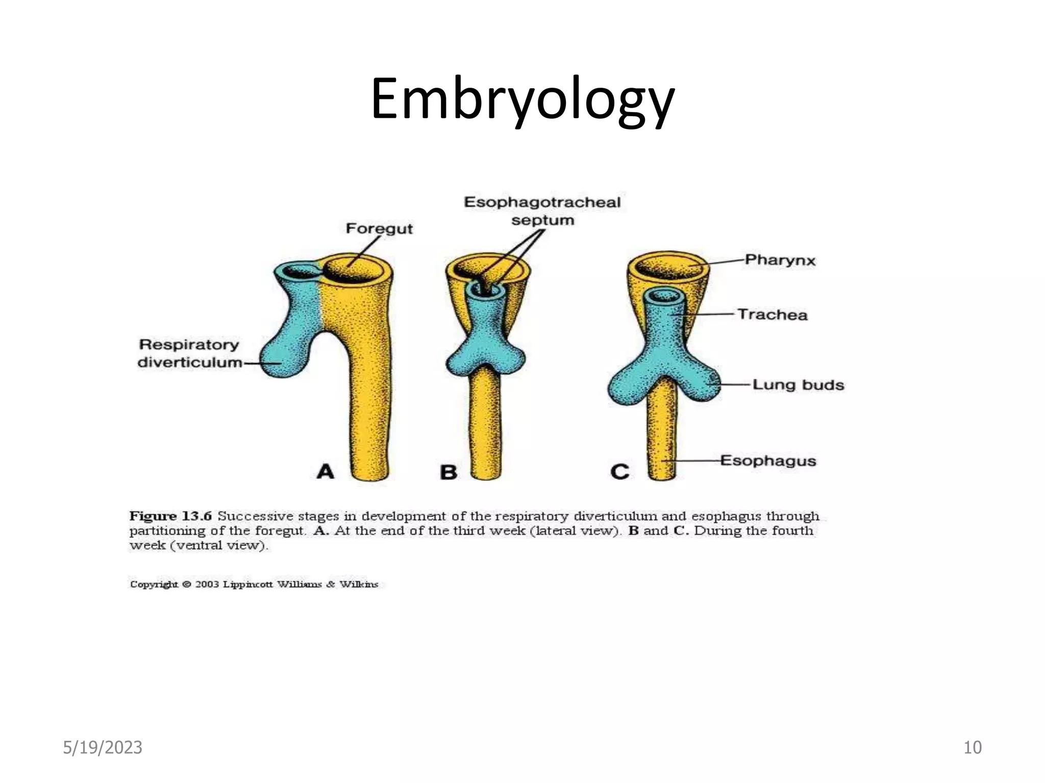 Embryology
5/19/2023 10
 