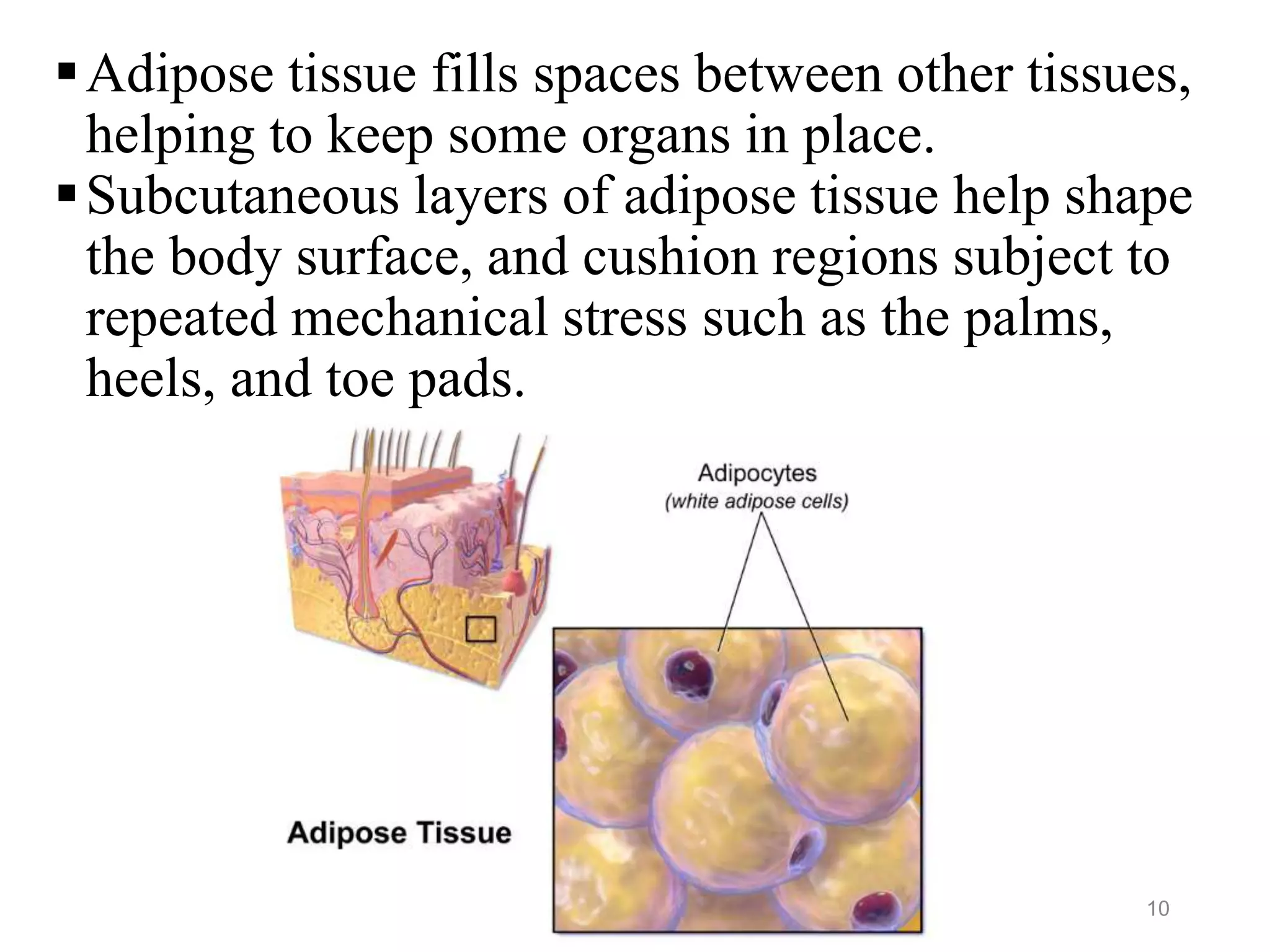 Adipose tissue fills spaces between other tissues,
helping to keep some organs in place.
Subcutaneous layers of adipose tissue help shape
the body surface, and cushion regions subject to
repeated mechanical stress such as the palms,
heels, and toe pads.
10
 