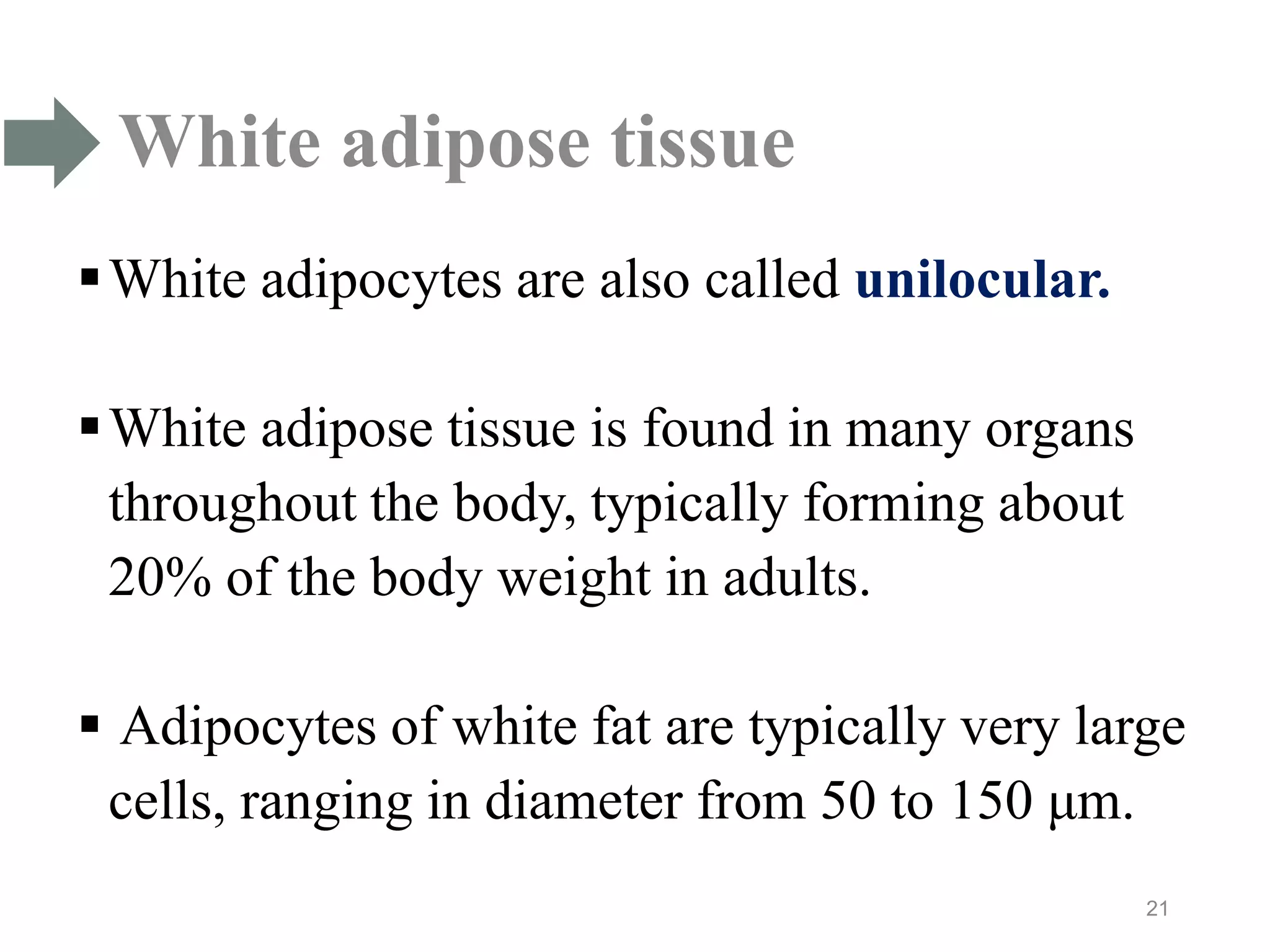 White adipose tissue
White adipocytes are also called unilocular.
White adipose tissue is found in many organs
throughout the body, typically forming about
20% of the body weight in adults.
 Adipocytes of white fat are typically very large
cells, ranging in diameter from 50 to 150 μm.
21
 