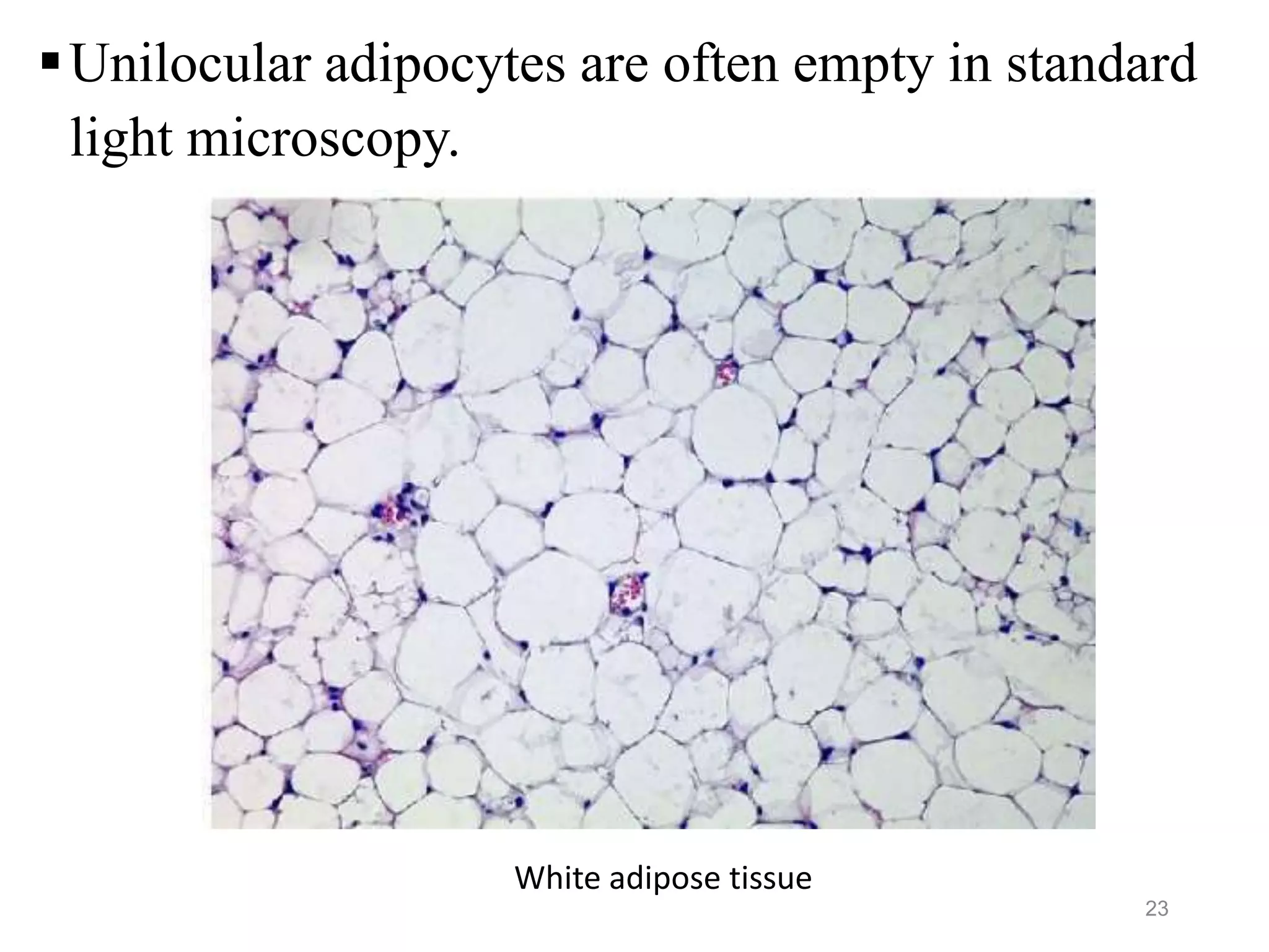 23
Unilocular adipocytes are often empty in standard
light microscopy.
White adipose tissue
 