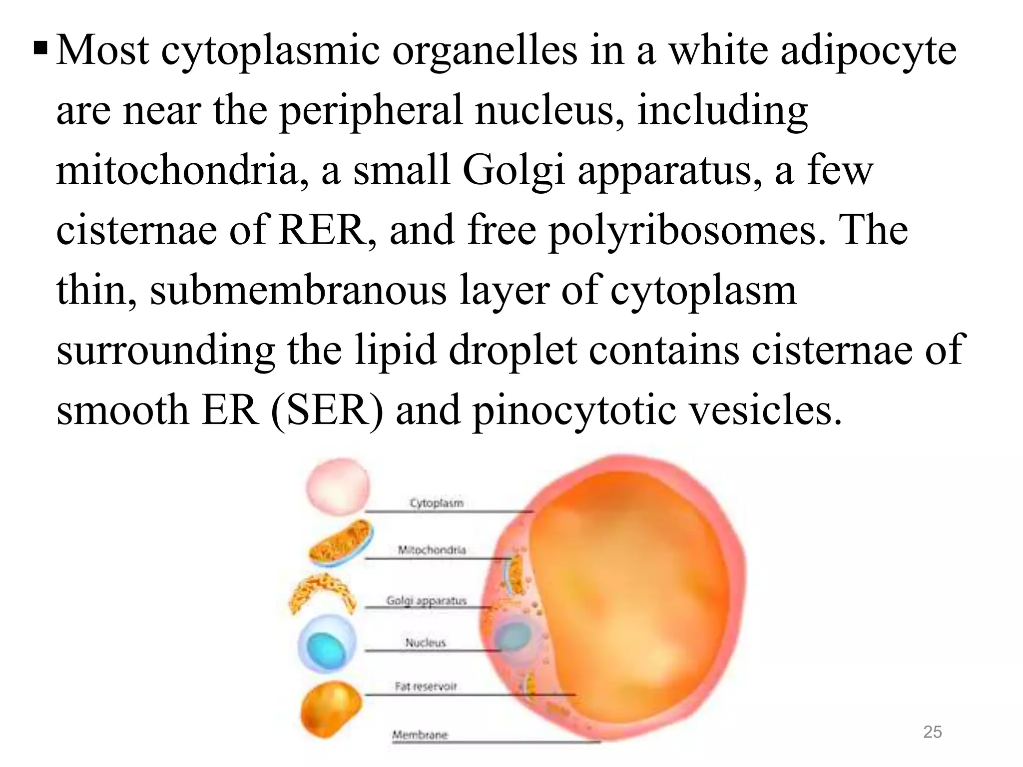 Most cytoplasmic organelles in a white adipocyte
are near the peripheral nucleus, including
mitochondria, a small Golgi apparatus, a few
cisternae of RER, and free polyribosomes. The
thin, submembranous layer of cytoplasm
surrounding the lipid droplet contains cisternae of
smooth ER (SER) and pinocytotic vesicles.
25
 