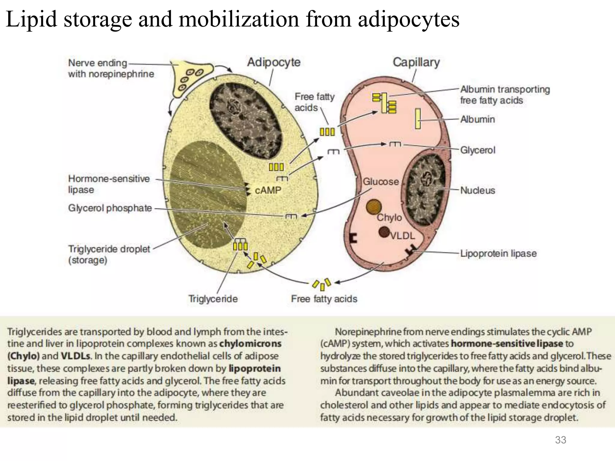 33
Lipid storage and mobilization from adipocytes
 