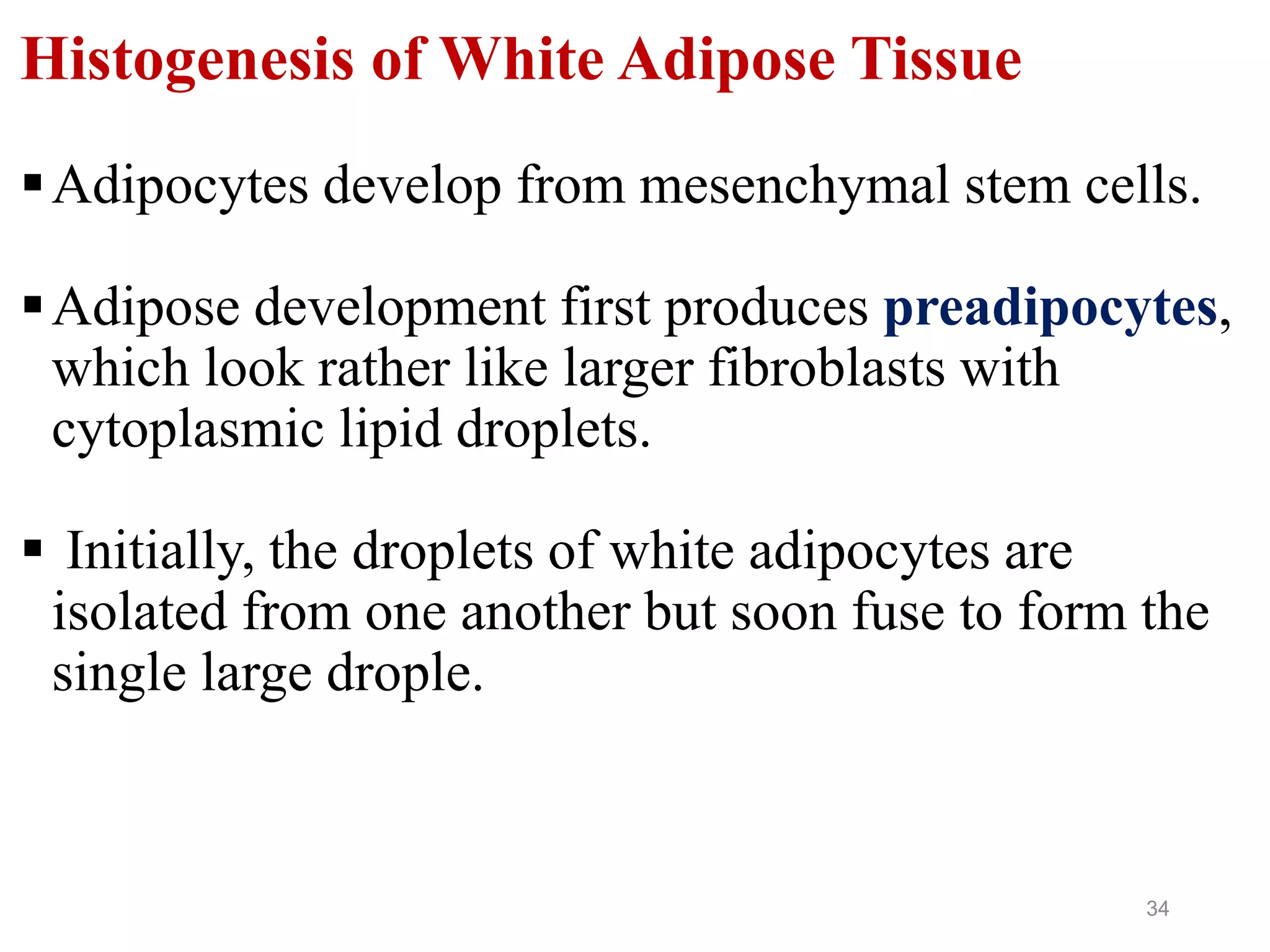 34
Histogenesis of White Adipose Tissue
Adipocytes develop from mesenchymal stem cells.
Adipose development first produces preadipocytes,
which look rather like larger fibroblasts with
cytoplasmic lipid droplets.
 Initially, the droplets of white adipocytes are
isolated from one another but soon fuse to form the
single large drople.
 