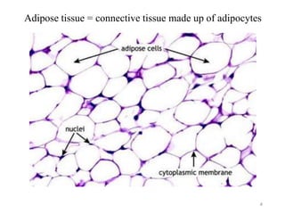 Adipose Tissue Histology