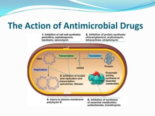 The Action of Antimicrobial Drugs
 