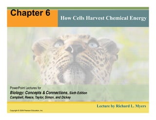 Chapter 6 
How Cells Harvest Chemical Energy 
PowerPoint Lectures for 
Biology: Concepts & Connections, Sixth Edition 
Campbell, Reece, Taylor, Simon, and Dickey 
Copyright © 2009 Pearson Education, Inc. 
Lecture by Richard L. Myers 
 