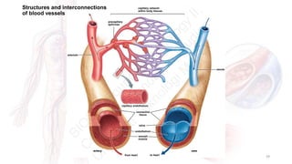 Comprehensive Overview of the Circulatory System and Its Functions | PDF