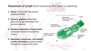 Comprehensive Overview of the Circulatory System and Its Functions | PDF