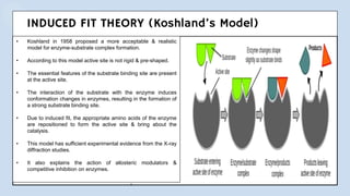 INDUCED FIT THEORY (Koshland’s Model)
• Koshland in 1958 proposed a more acceptable & realistic
model for enzyme-substrate complex formation.
• According to this model active site is not rigid & pre-shaped.
• The essential features of the substrate binding site are present
at the active site.
• The interaction of the substrate with the enzyme induces
conformation changes in enzymes, resulting in the formation of
a strong substrate binding site.
• Due to induced fit, the appropriate amino acids of the enzyme
are repositioned to form the active site & bring about the
catalysis.
• This model has sufficient experimental evidence from the X-ray
diffraction studies.
• It also explains the action of allosteric modulators &
competitive inhibition on enzymes.
 