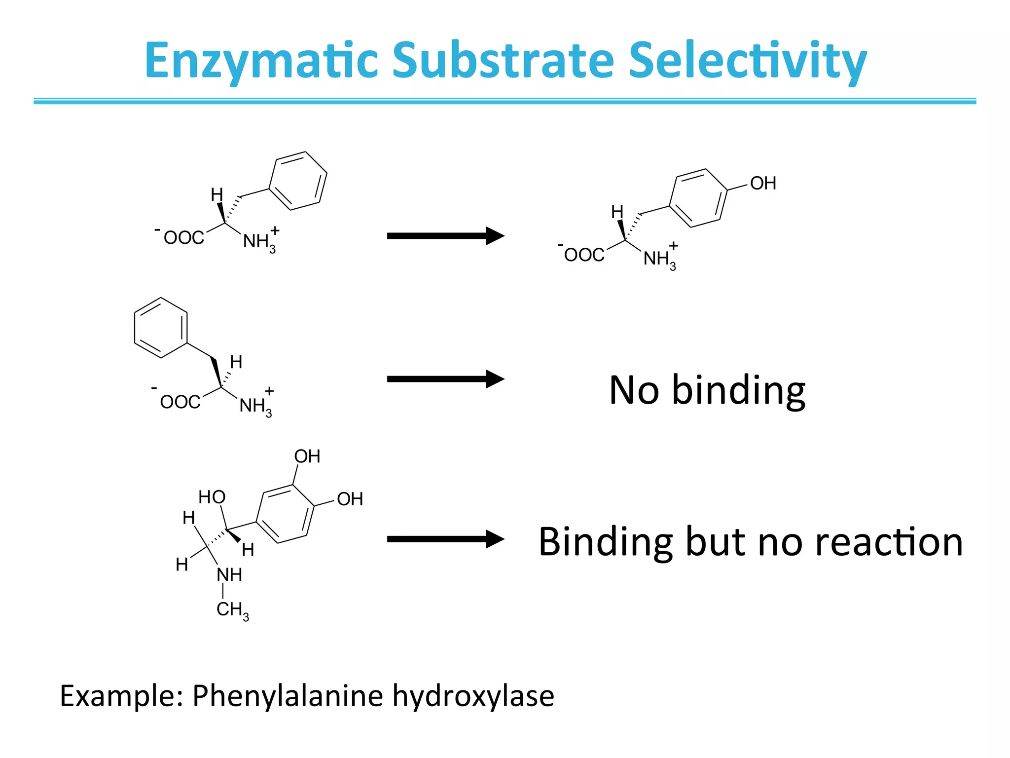 Enzyma@c	
  Substrate	
  Selec@vity	
  
No	
  binding	
  
OOC NH3
H
OOC NH3
H
H
NH
H
OH
OH
H
OH
CH3
OOC NH3
H
OH
-
-
-
+
+
+
	
  	
  	
  Binding	
  but	
  no	
  reac0on	
  
Example:	
  Phenylalanine	
  hydroxylase	
  
 