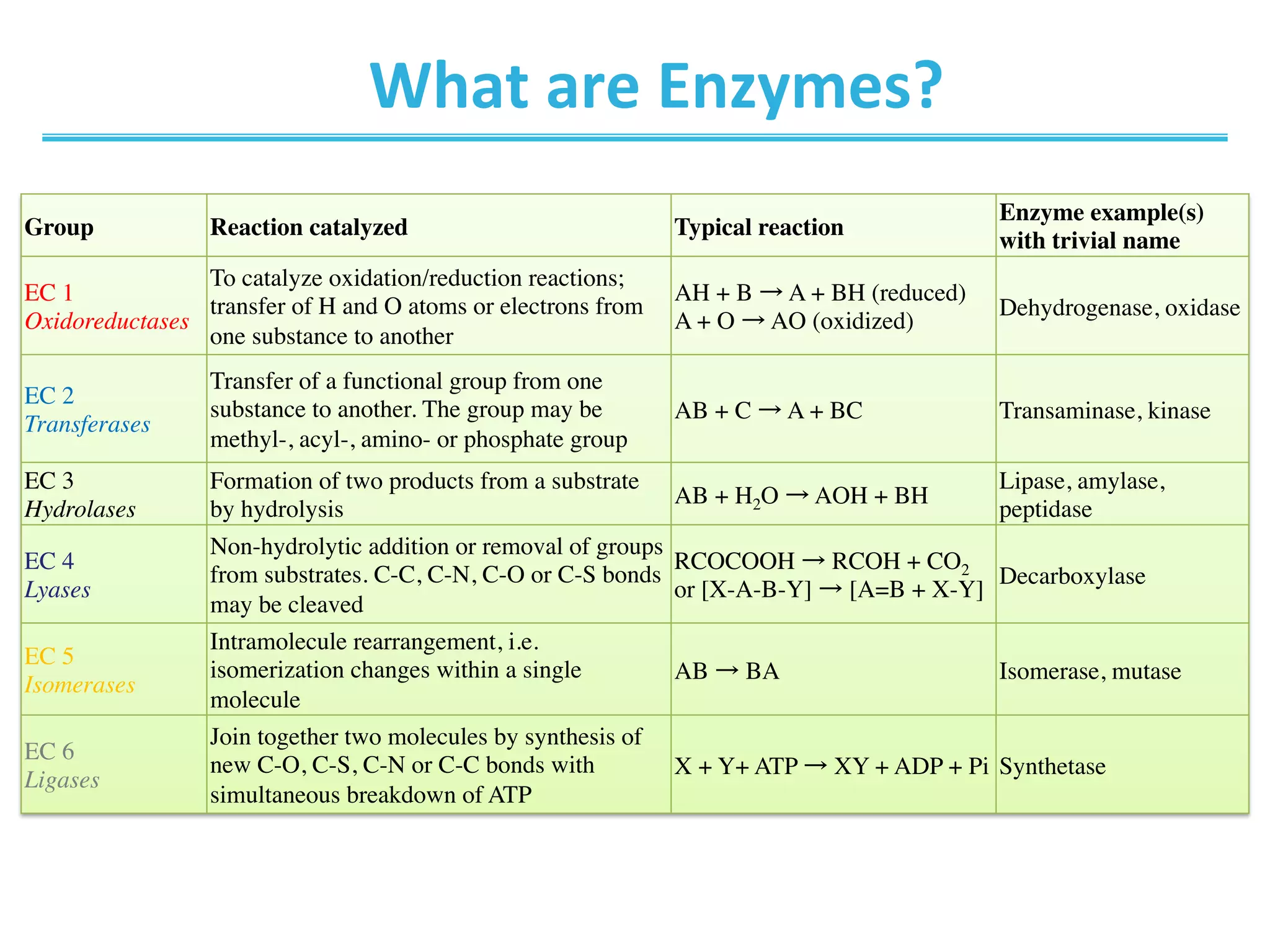 What	
  are	
  Enzymes?	
  
Group Reaction catalyzed Typical reaction
Enzyme example(s)
with trivial name
EC 1
Oxidoreductases
To catalyze oxidation/reduction reactions;
transfer of H and O atoms or electrons from
one substance to another
AH + B → A + BH (reduced)
A + O → AO (oxidized)
Dehydrogenase, oxidase
EC 2
Transferases
Transfer of a functional group from one
substance to another. The group may be
methyl-, acyl-, amino- or phosphate group
AB + C → A + BC Transaminase, kinase
EC 3
Hydrolases
Formation of two products from a substrate
by hydrolysis
AB + H2O → AOH + BH
Lipase, amylase,
peptidase
EC 4
Lyases
Non-hydrolytic addition or removal of groups
from substrates. C-C, C-N, C-O or C-S bonds
may be cleaved
RCOCOOH → RCOH + CO2 
or [X-A-B-Y] → [A=B + X-Y]
Decarboxylase
EC 5
Isomerases
Intramolecule rearrangement, i.e.
isomerization changes within a single
molecule
AB → BA Isomerase, mutase
EC 6
Ligases
Join together two molecules by synthesis of
new C-O, C-S, C-N or C-C bonds with
simultaneous breakdown of ATP
X + Y+ ATP → XY + ADP + Pi Synthetase
 