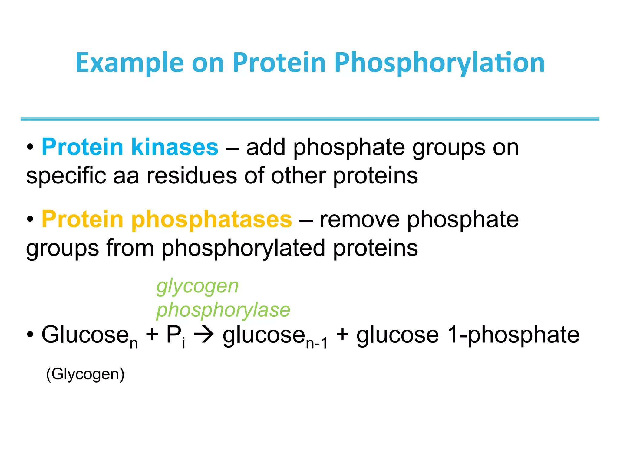 Example	
  on	
  Protein	
  Phosphoryla@on	
  
• Protein kinases – add phosphate groups on
specific aa residues of other proteins
• Protein phosphatases – remove phosphate
groups from phosphorylated proteins
• Glucosen + Pi à glucosen-1 + glucose 1-phosphate
(Glycogen)
glycogen
phosphorylase
 