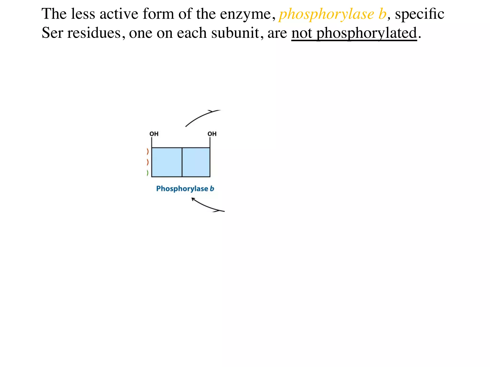 The less active form of the enzyme, phosphorylase b, speciﬁc
Ser residues, one on each subunit, are not phosphorylated.
 