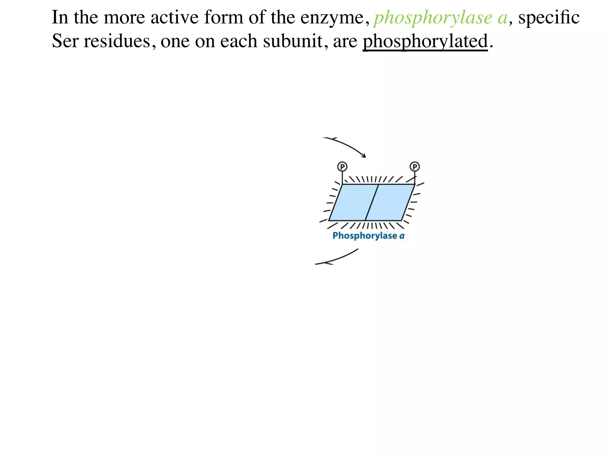In the more active form of the enzyme, phosphorylase a, speciﬁc
Ser residues, one on each subunit, are phosphorylated.
 