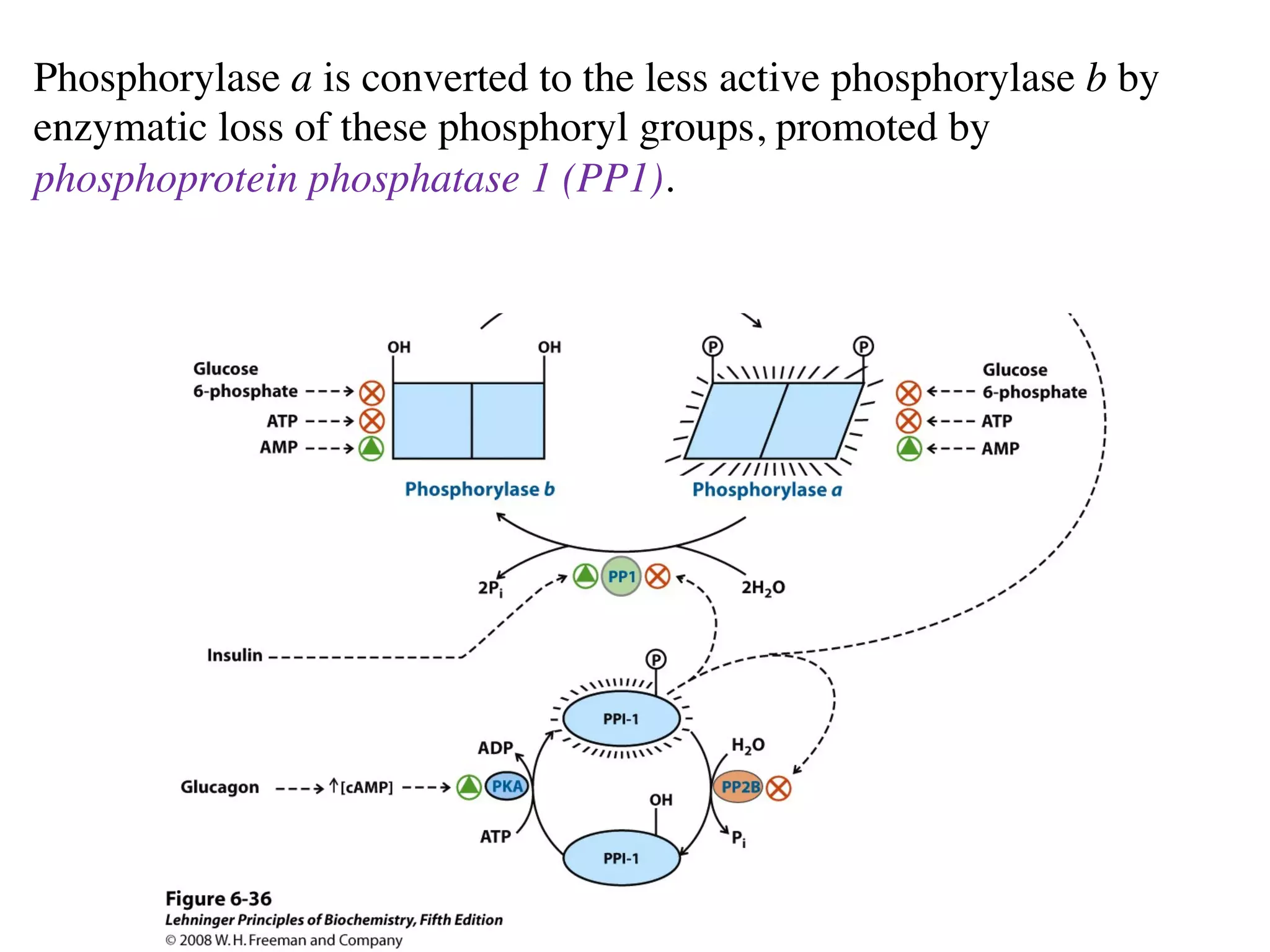 Phosphorylase a is converted to the less active phosphorylase b by
enzymatic loss of these phosphoryl groups, promoted by
phosphoprotein phosphatase 1 (PP1).
 