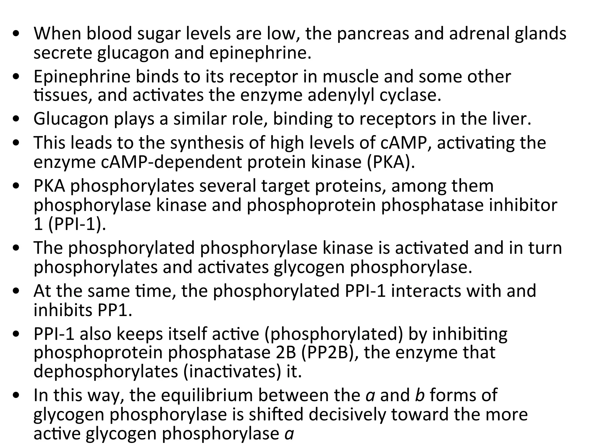  
•  When	
  blood	
  sugar	
  levels	
  are	
  low,	
  the	
  pancreas	
  and	
  adrenal	
  glands	
  
secrete	
  glucagon	
  and	
  epinephrine.	
  	
  
•  Epinephrine	
  binds	
  to	
  its	
  receptor	
  in	
  muscle	
  and	
  some	
  other	
  
0ssues,	
  and	
  ac0vates	
  the	
  enzyme	
  adenylyl	
  cyclase.	
  	
  
•  Glucagon	
  plays	
  a	
  similar	
  role,	
  binding	
  to	
  receptors	
  in	
  the	
  liver.	
  	
  
•  This	
  leads	
  to	
  the	
  synthesis	
  of	
  high	
  levels	
  of	
  cAMP,	
  ac0va0ng	
  the	
  
enzyme	
  cAMP-­‐dependent	
  protein	
  kinase	
  (PKA).	
  	
  
•  PKA	
  phosphorylates	
  several	
  target	
  proteins,	
  among	
  them	
  
phosphorylase	
  kinase	
  and	
  phosphoprotein	
  phosphatase	
  inhibitor	
  
1	
  (PPI-­‐1).	
  	
  
•  The	
  phosphorylated	
  phosphorylase	
  kinase	
  is	
  ac0vated	
  and	
  in	
  turn	
  
phosphorylates	
  and	
  ac0vates	
  glycogen	
  phosphorylase.	
  	
  
•  At	
  the	
  same	
  0me,	
  the	
  phosphorylated	
  PPI-­‐1	
  interacts	
  with	
  and	
  
inhibits	
  PP1.	
  	
  
•  PPI-­‐1	
  also	
  keeps	
  itself	
  ac0ve	
  (phosphorylated)	
  by	
  inhibi0ng	
  
phosphoprotein	
  phosphatase	
  2B	
  (PP2B),	
  the	
  enzyme	
  that	
  
dephosphorylates	
  (inac0vates)	
  it.	
  	
  
•  In	
  this	
  way,	
  the	
  equilibrium	
  between	
  the	
  a	
  and	
  b	
  forms	
  of	
  
glycogen	
  phosphorylase	
  is	
  shi_ed	
  decisively	
  toward	
  the	
  more	
  
ac0ve	
  glycogen	
  phosphorylase	
  a	
  
 