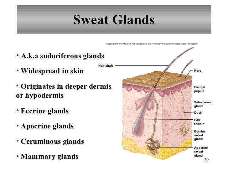 Chapter 6 integumentary system