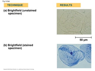 Fig. 6-3ab
(a) Brightfield (unstained
specimen)
(b) Brightfield (stained
specimen)
TECHNIQUE RESULTS
50 µm
 