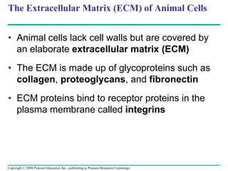 The Extracellular Matrix (ECM) of Animal Cells
• Animal cells lack cell walls but are covered by
an elaborate extracellular matrix (ECM)
• The ECM is made up of glycoproteins such as
collagen, proteoglycans, and fibronectin
• ECM proteins bind to receptor proteins in the
plasma membrane called integrins
Copyright © 2008 Pearson Education, Inc., publishing as Pearson Benjamin Cummings
 