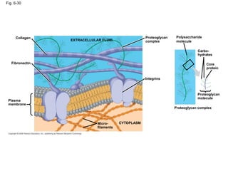 Fig. 6-30
EXTRACELLULAR FLUID
Collagen
Fibronectin
Plasma
membrane
Micro-
filaments
CYTOPLASM
Integrins
Proteoglycan
complex
Polysaccharide
molecule
Carbo-
hydrates
Core
protein
Proteoglycan
molecule
Proteoglycan complex
 