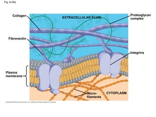 Fig. 6-30a
Collagen
Fibronectin
Plasma
membrane
Proteoglycan
complex
Integrins
CYTOPLASM
Micro-
filaments
EXTRACELLULAR FLUID
 