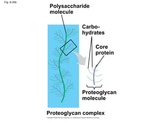 Fig. 6-30b
Polysaccharide
molecule
Carbo-
hydrates
Core
protein
Proteoglycan
molecule
Proteoglycan complex
 