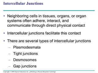 Intercellular Junctions
• Neighboring cells in tissues, organs, or organ
systems often adhere, interact, and
communicate through direct physical contact
• Intercellular junctions facilitate this contact
• There are several types of intercellular junctions
– Plasmodesmata
– Tight junctions
– Desmosomes
– Gap junctions
Copyright © 2008 Pearson Education, Inc., publishing as Pearson Benjamin Cummings
 