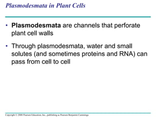 Plasmodesmata in Plant Cells
• Plasmodesmata are channels that perforate
plant cell walls
• Through plasmodesmata, water and small
solutes (and sometimes proteins and RNA) can
pass from cell to cell
Copyright © 2008 Pearson Education, Inc., publishing as Pearson Benjamin Cummings
 