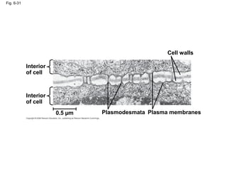 Fig. 6-31
Interior
of cell
Interior
of cell
0.5 µm Plasmodesmata Plasma membranes
Cell walls
 