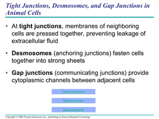 Tight Junctions, Desmosomes, and Gap Junctions in
Animal Cells
• At tight junctions, membranes of neighboring
cells are pressed together, preventing leakage of
extracellular fluid
• Desmosomes (anchoring junctions) fasten cells
together into strong sheets
• Gap junctions (communicating junctions) provide
cytoplasmic channels between adjacent cells
Tight Junctions
Desmosomes
Gap Junctions
Copyright © 2008 Pearson Education, Inc., publishing as Pearson Benjamin Cummings
 