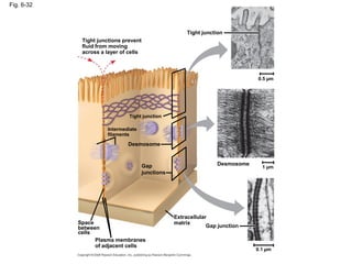 Fig. 6-32
Tight junction
0.5 µm
1 µm
Desmosome
Gap junction
Extracellular
matrix
0.1 µm
Plasma membranes
of adjacent cells
Space
between
cells
Gap
junctions
Desmosome
Intermediate
filaments
Tight junction
Tight junctions prevent
fluid from moving
across a layer of cells
 