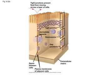Fig. 6-32a
Tight junctions prevent
fluid from moving
across a layer of cells
Tight junction
Intermediate
filaments
Desmosome
Gap
junctions
Extracellular
matrix
Space
between
cells
Plasma membranes
of adjacent cells
 
