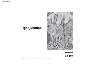 Fig. 6-32b
Tight junction
0.5 µm
 