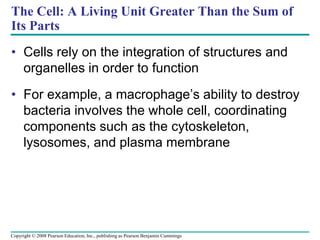 The Cell: A Living Unit Greater Than the Sum of
Its Parts
• Cells rely on the integration of structures and
organelles in order to function
• For example, a macrophage’s ability to destroy
bacteria involves the whole cell, coordinating
components such as the cytoskeleton,
lysosomes, and plasma membrane
Copyright © 2008 Pearson Education, Inc., publishing as Pearson Benjamin Cummings
 