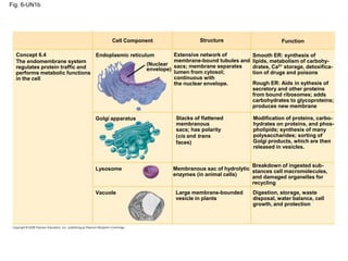 Fig. 6-UN1b
Cell Component Structure Function
Concept 6.4
The endomembrane system
regulates protein traffic and
performs metabolic functions
in the cell
Endoplasmic reticulum
(Nuclear
envelope)
Golgi apparatus
Lysosome
Vacuole Large membrane-bounded
vesicle in plants
Membranous sac of hydrolytic
enzymes (in animal cells)
Stacks of flattened
membranous
sacs; has polarity
(cis and trans
faces)
Extensive network of
membrane-bound tubules and
sacs; membrane separates
lumen from cytosol;
continuous with
the nuclear envelope.
Smooth ER: synthesis of
lipids, metabolism of carbohy-
drates, Ca2+ storage, detoxifica-
tion of drugs and poisons
Rough ER: Aids in sythesis of
secretory and other proteins
from bound ribosomes; adds
carbohydrates to glycoproteins;
produces new membrane
Modification of proteins, carbo-
hydrates on proteins, and phos-
pholipids; synthesis of many
polysaccharides; sorting of
Golgi products, which are then
released in vesicles.
Breakdown of ingested sub-
stances cell macromolecules,
and damaged organelles for
recycling
Digestion, storage, waste
disposal, water balance, cell
growth, and protection
 