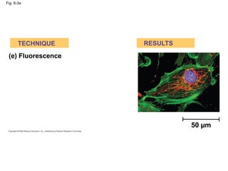 Fig. 6-3e
(e) Fluorescence
TECHNIQUE RESULTS
50 µm
 