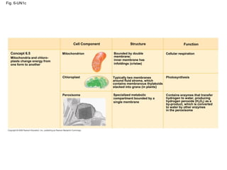 Fig. 6-UN1c
Cell Component
Concept 6.5
Mitochondria and chloro-
plasts change energy from
one form to another
Mitochondrion
Chloroplast
Peroxisome
Structure Function
Bounded by double
membrane;
inner membrane has
infoldings (cristae)
Typically two membranes
around fluid stroma, which
contains membranous thylakoids
stacked into grana (in plants)
Specialized metabolic
compartment bounded by a
single membrane
Cellular respiration
Photosynthesis
Contains enzymes that transfer
hydrogen to water, producing
hydrogen peroxide (H2O2) as a
by-product, which is converted
to water by other enzymes
in the peroxisome
 