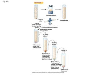 Fig. 6-5
Homogenization
TECHNIQUE
Homogenate
Tissue
cells
1,000 g
(1,000 times the
force of gravity)
10 min Differential centrifugation
Supernatant poured
into next tube
20,000 g
20 min
80,000 g
60 min
Pellet rich in
nuclei and
cellular debris
Pellet rich in
mitochondria
(and chloro-
plasts if cells
are from a plant)
Pellet rich in
“microsomes”
(pieces of plasma
membranes and
cells’ internal
membranes)
150,000 g
3 hr
Pellet rich in
ribosomes
 