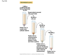 Fig. 6-5b
1,000 g
(1,000 times the
force of gravity)
10 min
Supernatant poured
into next tube
20,000 g
20 min
80,000 g
60 min
150,000 g
3 hr
Pellet rich in
nuclei and
cellular debris
Pellet rich in
mitochondria
(and chloro-
plasts if cells
are from a plant)
Pellet rich in
“microsomes”
(pieces of plasma
membranes and
cells’ internal
membranes) Pellet rich in
ribosomes
TECHNIQUE (cont.)
 