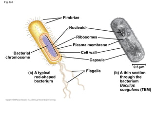 Fig. 6-6
Fimbriae
Nucleoid
Ribosomes
Plasma membrane
Cell wall
Capsule
Flagella
Bacterial
chromosome
(a) A typical
rod-shaped
bacterium
(b) A thin section
through the
bacterium
Bacillus
coagulans (TEM)
0.5 µm
 