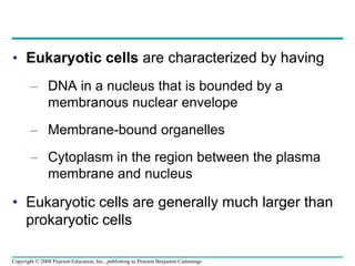 • Eukaryotic cells are characterized by having
– DNA in a nucleus that is bounded by a
membranous nuclear envelope
– Membrane-bound organelles
– Cytoplasm in the region between the plasma
membrane and nucleus
• Eukaryotic cells are generally much larger than
prokaryotic cells
Copyright © 2008 Pearson Education, Inc., publishing as Pearson Benjamin Cummings
 