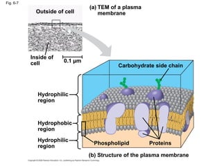 Fig. 6-7
TEM of a plasma
membrane
(a)
(b) Structure of the plasma membrane
Outside of cell
Inside of
cell 0.1 µm
Hydrophilic
region
Hydrophobic
region
Hydrophilic
region
Phospholipid Proteins
Carbohydrate side chain
 