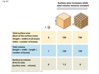 Fig. 6-8
Surface area increases while
total volume remains constant
5
1
1
6 150 750
125 125
1
6 6
1.2
Total surface area
[Sum of the surface areas
(height  width) of all boxes
sides  number of boxes]
Total volume
[height  width  length 
number of boxes]
Surface-to-volume
(S-to-V) ratio
[surface area volume]
 
