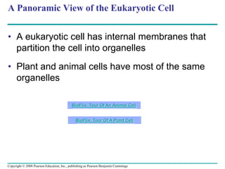 A Panoramic View of the Eukaryotic Cell
• A eukaryotic cell has internal membranes that
partition the cell into organelles
• Plant and animal cells have most of the same
organelles
BioFlix: Tour Of An Animal Cell
BioFlix: Tour Of A Plant Cell
Copyright © 2008 Pearson Education, Inc., publishing as Pearson Benjamin Cummings
 