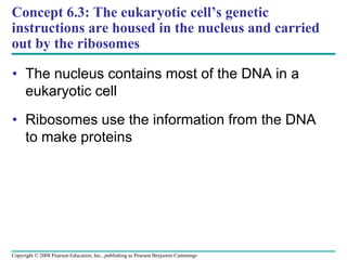 Concept 6.3: The eukaryotic cell’s genetic
instructions are housed in the nucleus and carried
out by the ribosomes
• The nucleus contains most of the DNA in a
eukaryotic cell
• Ribosomes use the information from the DNA
to make proteins
Copyright © 2008 Pearson Education, Inc., publishing as Pearson Benjamin Cummings
 