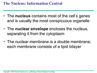 The Nucleus: Information Central
• The nucleus contains most of the cell’s genes
and is usually the most conspicuous organelle
• The nuclear envelope encloses the nucleus,
separating it from the cytoplasm
• The nuclear membrane is a double membrane;
each membrane consists of a lipid bilayer
Copyright © 2008 Pearson Education, Inc., publishing as Pearson Benjamin Cummings
 