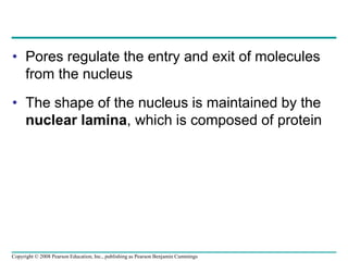 • Pores regulate the entry and exit of molecules
from the nucleus
• The shape of the nucleus is maintained by the
nuclear lamina, which is composed of protein
Copyright © 2008 Pearson Education, Inc., publishing as Pearson Benjamin Cummings
 