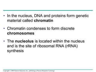 • In the nucleus, DNA and proteins form genetic
material called chromatin
• Chromatin condenses to form discrete
chromosomes
• The nucleolus is located within the nucleus
and is the site of ribosomal RNA (rRNA)
synthesis
Copyright © 2008 Pearson Education, Inc., publishing as Pearson Benjamin Cummings
 