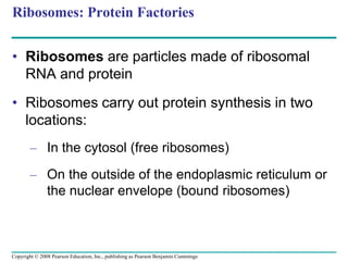 Ribosomes: Protein Factories
• Ribosomes are particles made of ribosomal
RNA and protein
• Ribosomes carry out protein synthesis in two
locations:
– In the cytosol (free ribosomes)
– On the outside of the endoplasmic reticulum or
the nuclear envelope (bound ribosomes)
Copyright © 2008 Pearson Education, Inc., publishing as Pearson Benjamin Cummings
 